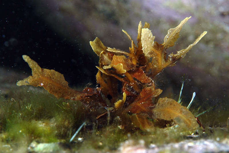 Cystoseira sp.